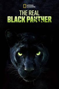 دانلود مستند The Real Black Panther 2020229564-1094482803