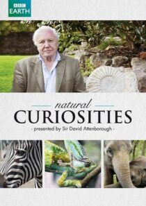 دانلود سریال Natural Curiosities382054-776252183