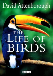 دانلود مستند The Life of Birds382058-688684417