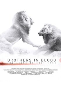 دانلود مستند Brothers in Blood: The Lions of Sabi Sand 2015424819-1668667381