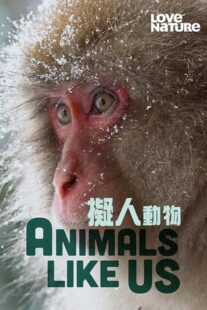 دانلود مستند Animals Like Us423066-1776654009